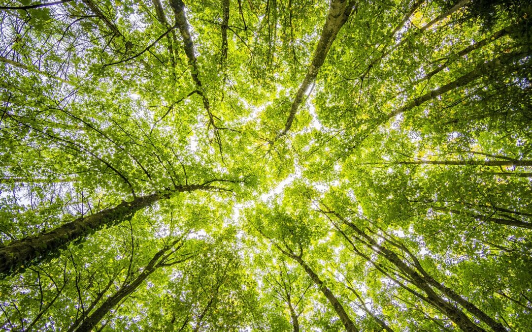 Piante e alberi che accendono i LED